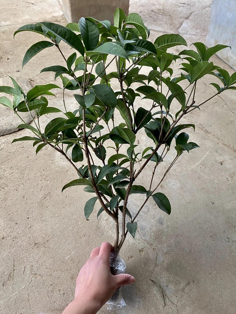 果树苗栽植“时间密码”：春季与秋季的实战博弈