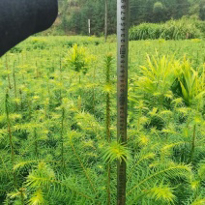 2026年桂花树旺运种植指南：从选苗到旺运的完整步骤